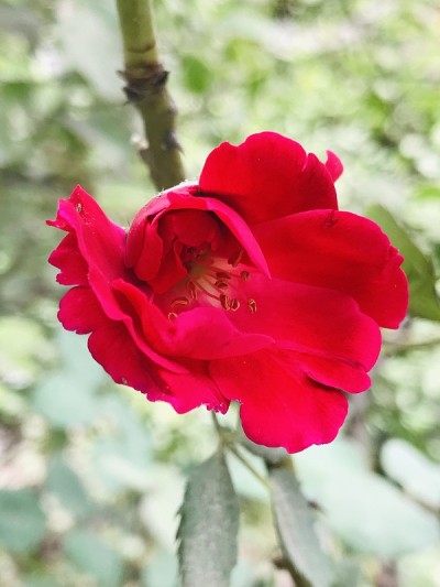 玫瑰花