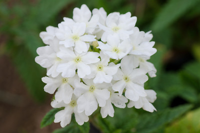 Verbena (verbenas或vervains)