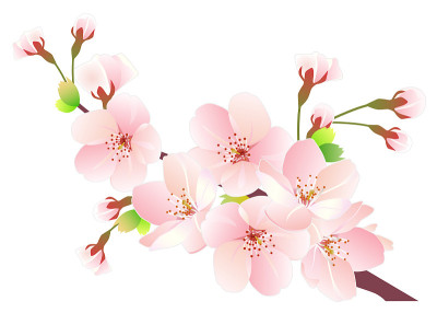 樱花