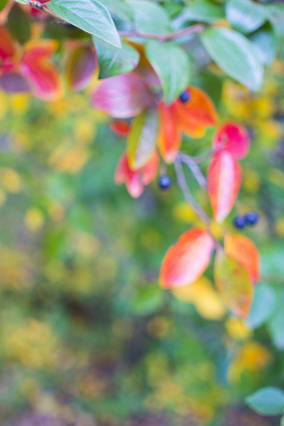 bright autumn background leaves and fruits of chok