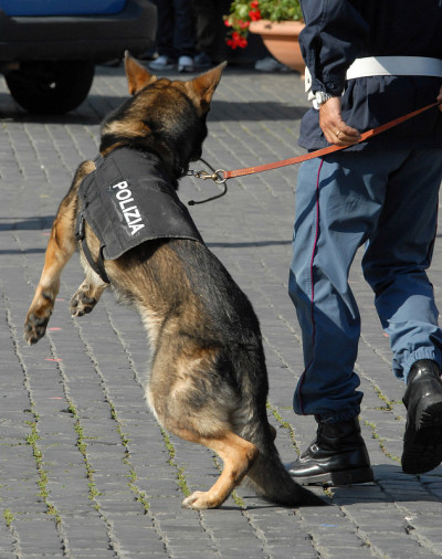 意大利警犬与教练