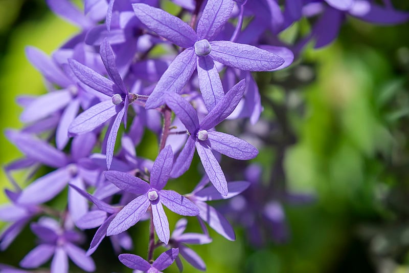 特写的紫花环，砂纸藤花