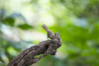 针条纹山雀Babbler