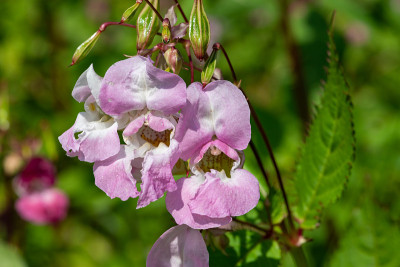 喜马拉雅香脂（impatiens gladulifera）