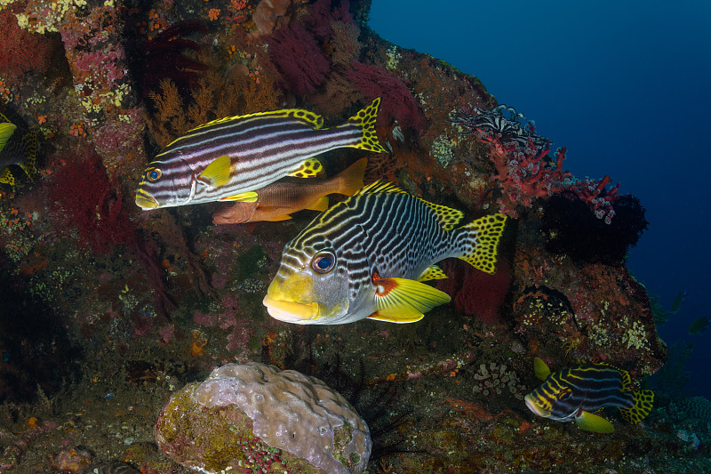 三人一组的sweetlips