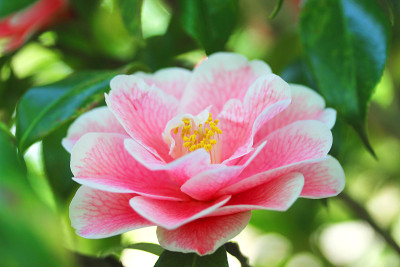 Double-flowered山茶花
