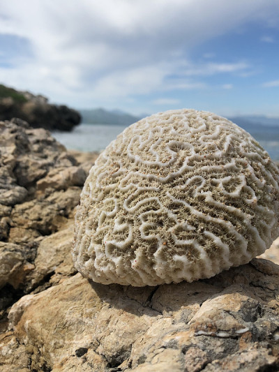 脑珊瑚