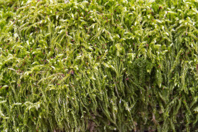 绿色苔藓细节