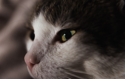 猫眼和猫脸