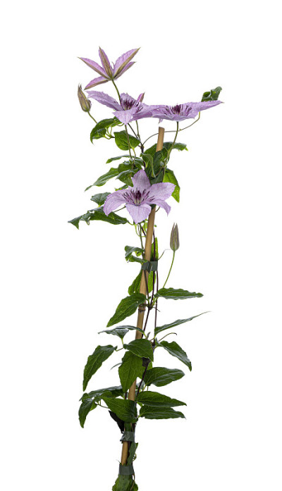 淡紫色/粉红色铁线莲花在白色上