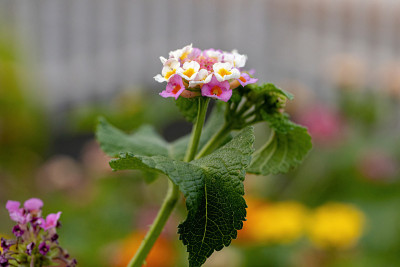 马缨花
