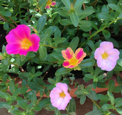 花