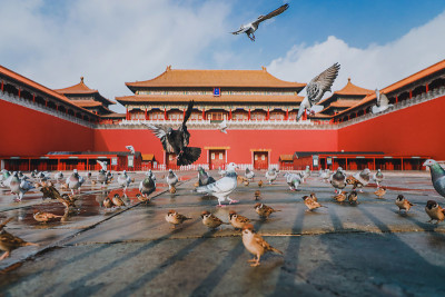 中国北京紫禁城广场上的鸽子。鸽子在北京紫禁城红墙前飞翔。图中牌匾的中文翻译:午门。