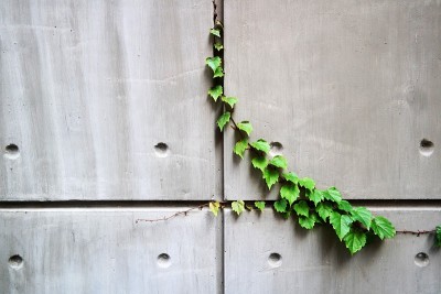 2021种植物