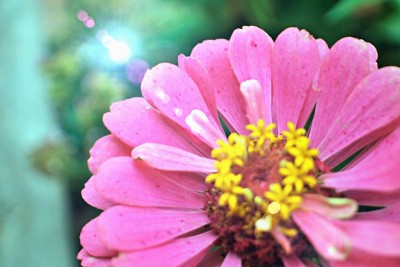 Zinnia