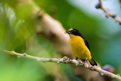 紫罗兰色的euphonia