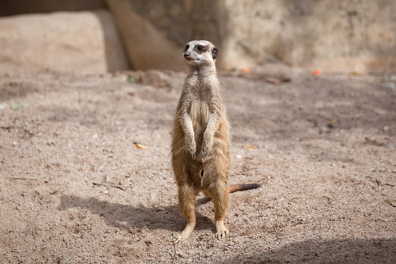 猫鼬(Suricata suricatta)站在沙地上守卫和安全