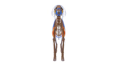 肱三头肌R肌肉狗的肌肉解剖医学概念3D