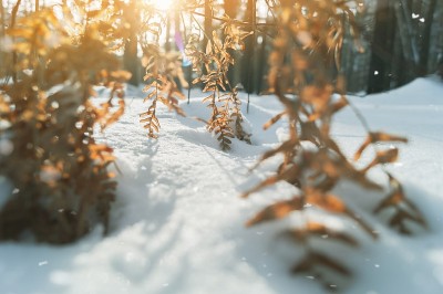 雪地里模糊的干蕨类植物小枝的特写。冬天的干蕨叶。自然的背景。有选择性的重点