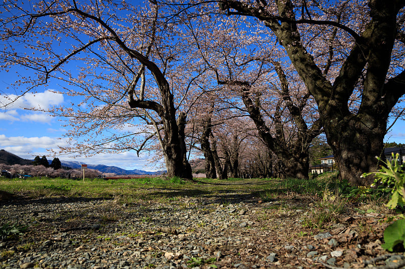 樱花的花,将日本秋田犬