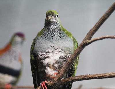 极品果鸽（Ptilinopus superbus）