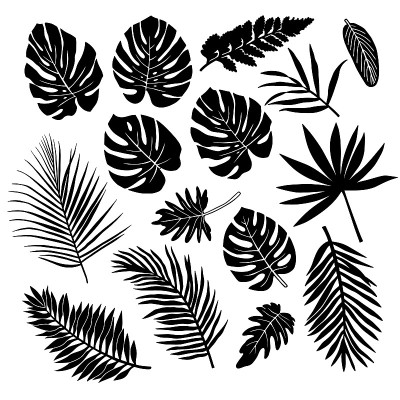 热带树叶的剪影。
