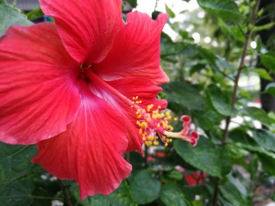 红色的芙蓉花
