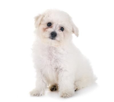 小卷毛比雄犬