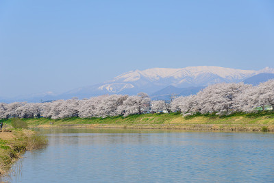 樱花、白石川tsutsumi sembonzakura