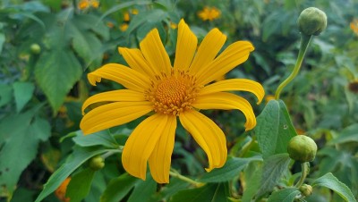 黄色的月亮花