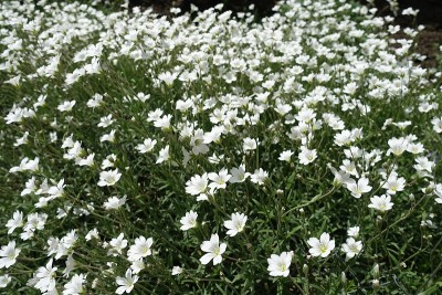 5月中旬有大量白花