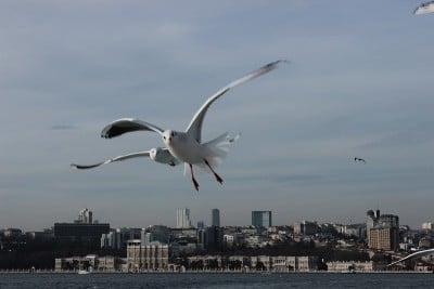 海鸥