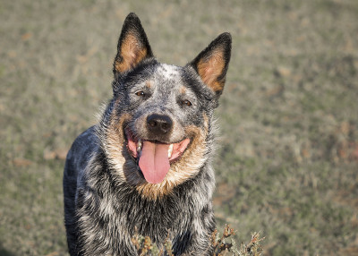 近距离的一个澳大利亚牛狗(蓝色heeler)狗微笑的镜头嘴张开