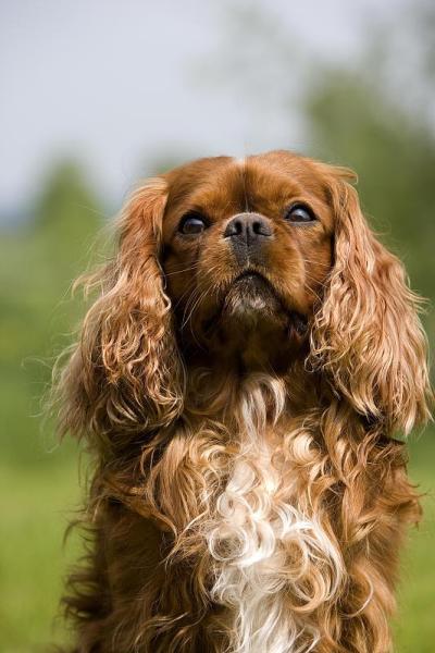 骑士国王查尔斯猎犬，公犬肖像