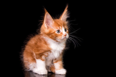 黑色背景上的缅因猫。