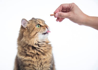 猫站着吃手里的食物