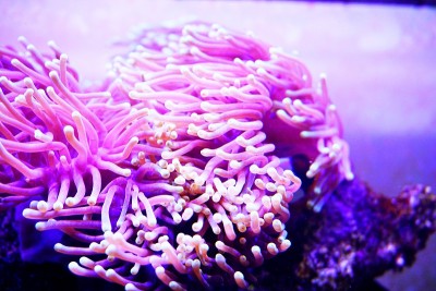 海葵彩虹流
