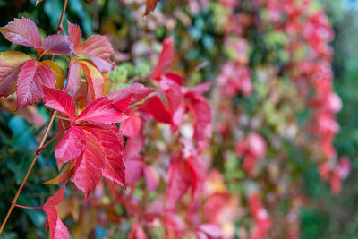 Autumn background