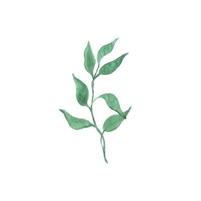 明亮的水彩叶子孤立的白色背景