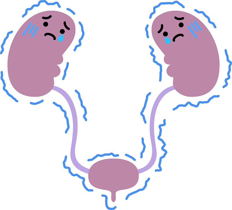 可爱的肾和膀胱的插图