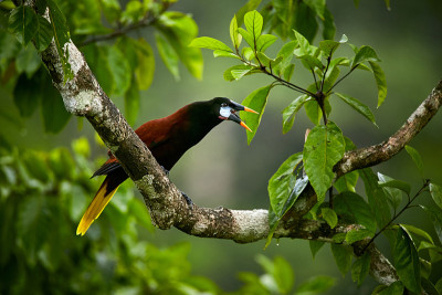 Montezuma Oropendola, Psarocolius Montezuma，来自哥斯达黎