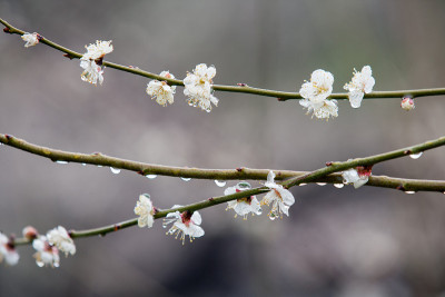 梅花