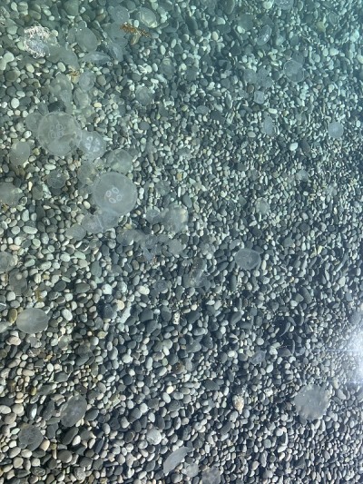 海里的水母