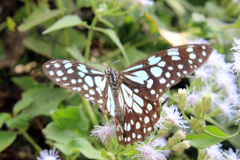 Tirumala limniace或blue tiger butterfly。印度