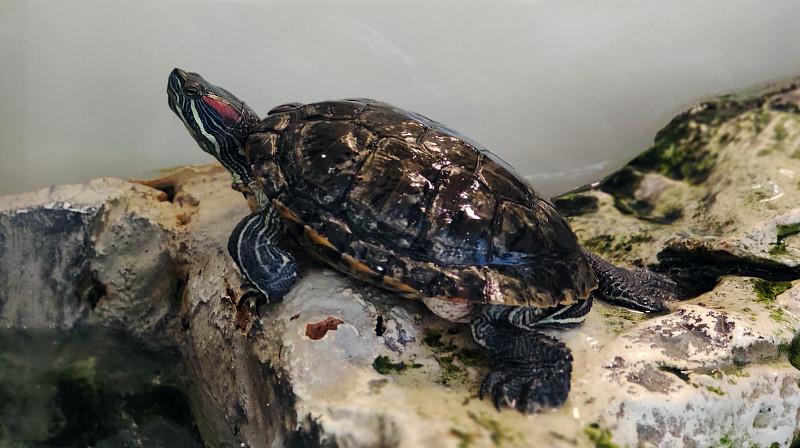 水族馆里美丽的乌龟坐在石头上