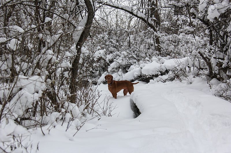 雪中的维兹拉