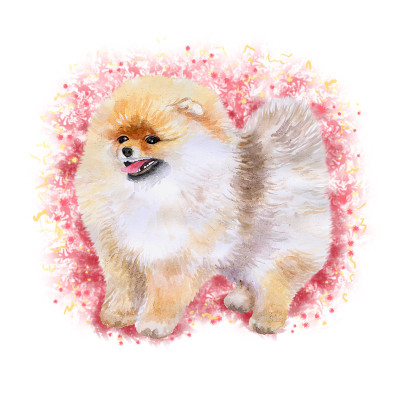 博美犬水彩画肖像