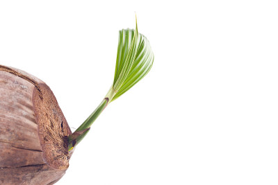 椰子树芽在白底种植农业孤立