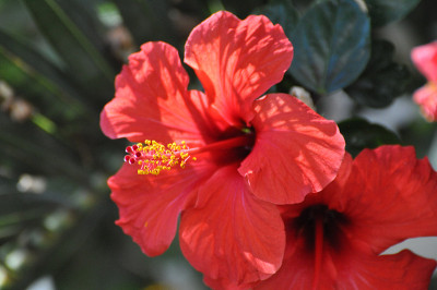 红色的芙蓉
