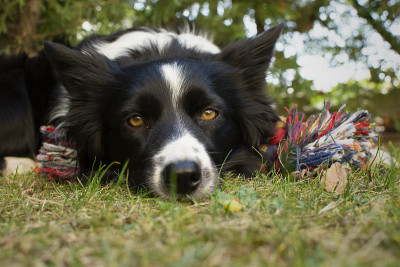 一个精彩的边境牧羊犬幼犬和她的玩具在草地上的特写